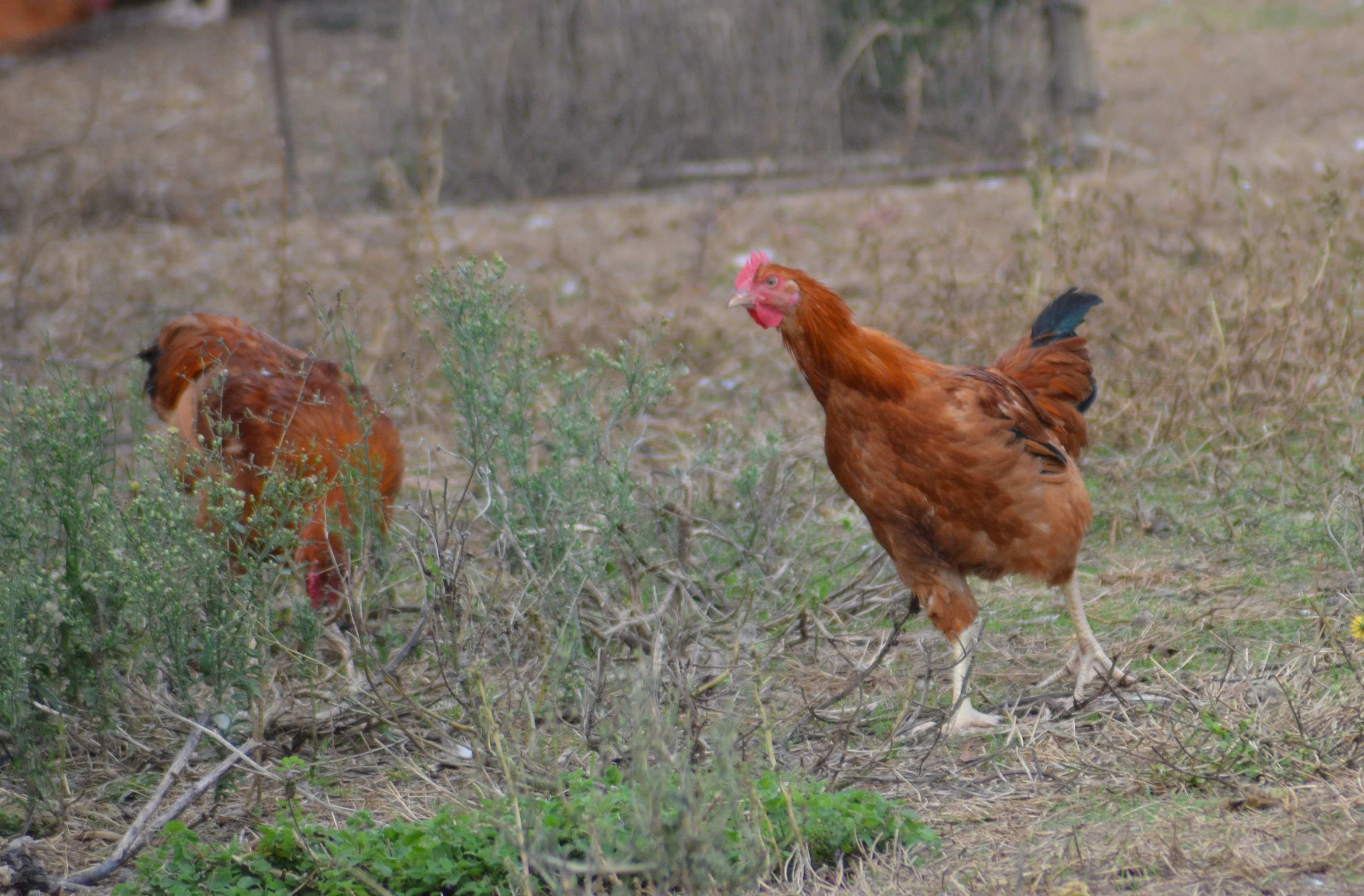 No s'ha trobat l'arxiu